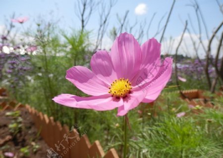 荞花图片