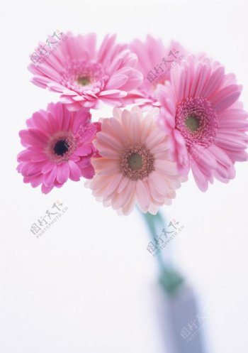 粉红菊花图片