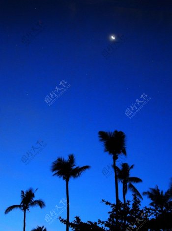 椰林海滩夜景图片