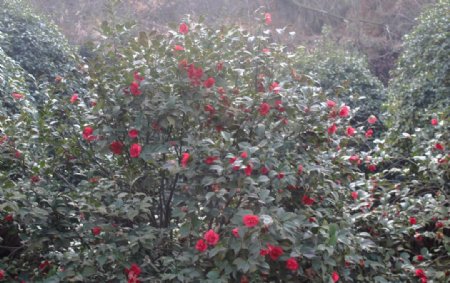 红茶花树图片
