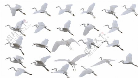 白鹭各种飞翔图图片