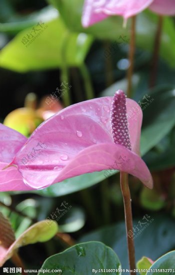藕粉色热带花卉图片