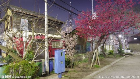 日本樱花街道图片