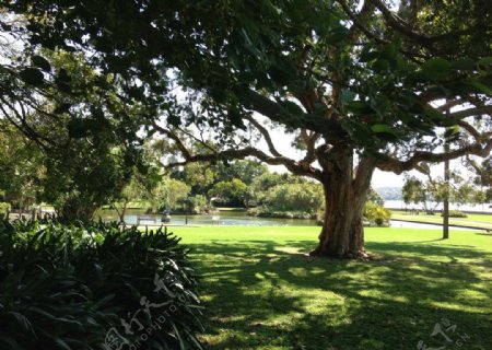 悉尼珀坦尼皇家公园图片