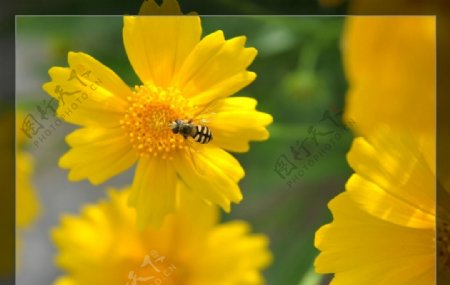 菊花蜜蜂授粉图片