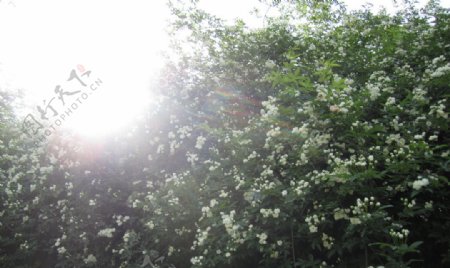 蔷薇花墙头植物白色蔷薇图片