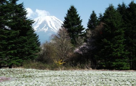富士山白色芝樱花海图片