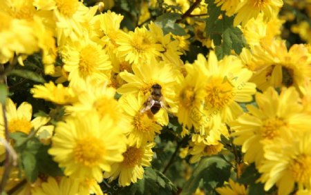 蜜蜂采蜜采蜜菊花图片