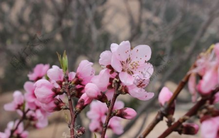 桃花图片