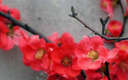 海棠争春图片