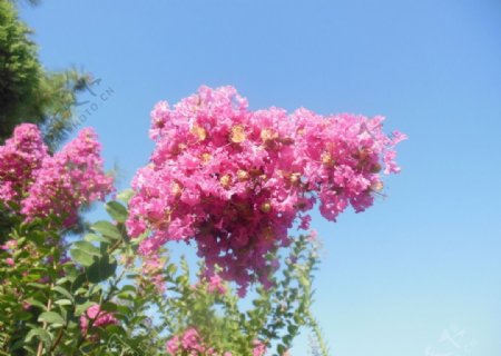 高清紫薇花图片