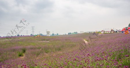 紫颐香薰山谷图片