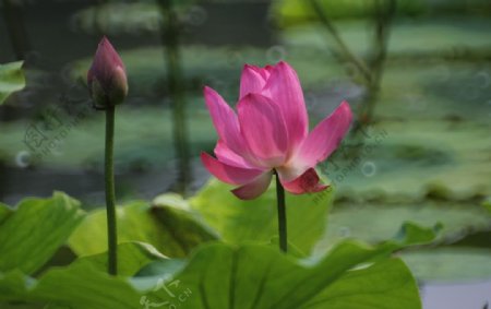 荷花紫竹院图片