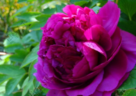 牡丹紫红春季摄影图片