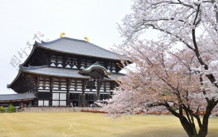 寺庙与樱花图片