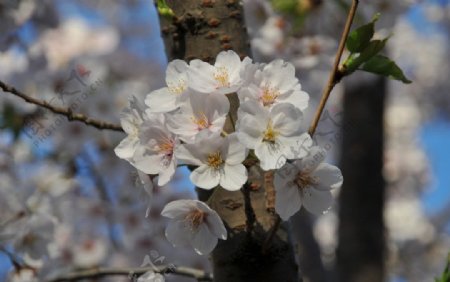 樱花图片