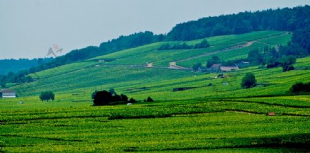 法国第戎葡萄种植园图片