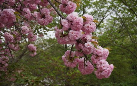 樱花图片