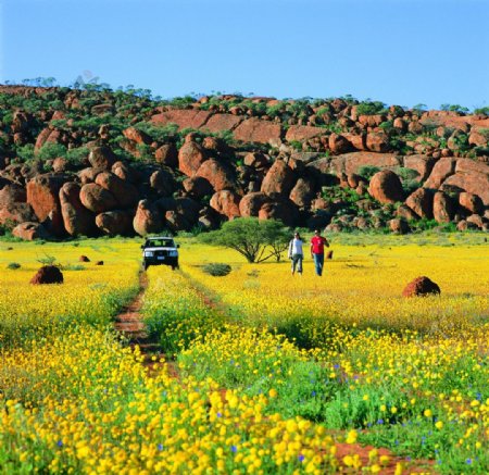 西澳大利亚野花遍布的原野图片