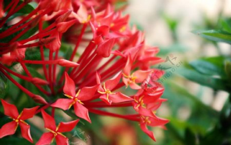 热带植物红色花卉图片