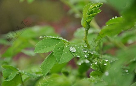 雨滴和植物图片
