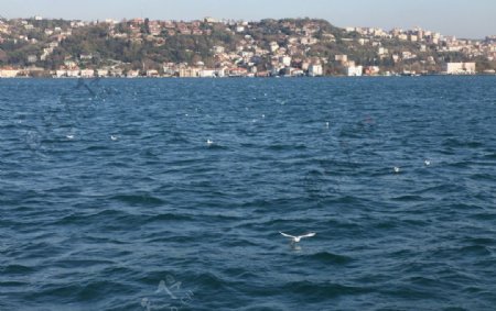 大海远山海鸥图片