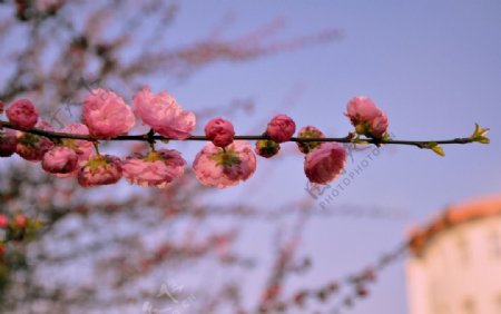 粉红桃花图片