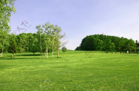 草地树林图片