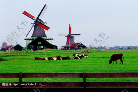 比利时风情牧场图片