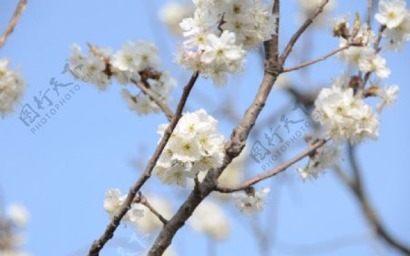 中华紫薇园樱花图片