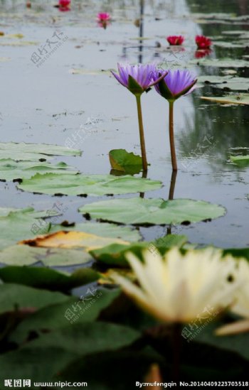 紫荷花图片