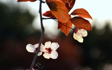 红叶白花图片