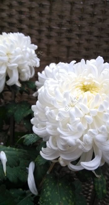 白色大菊花图片
