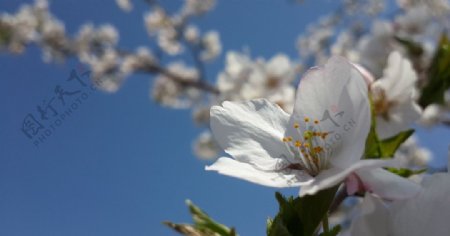 樱花盛开图片