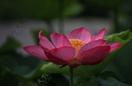 红莲花图片