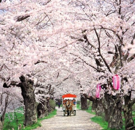 日本樱花自然风景树林图片