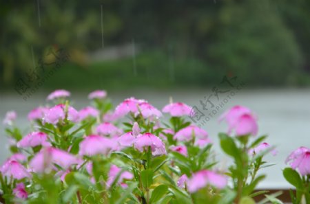 雨中小花图片