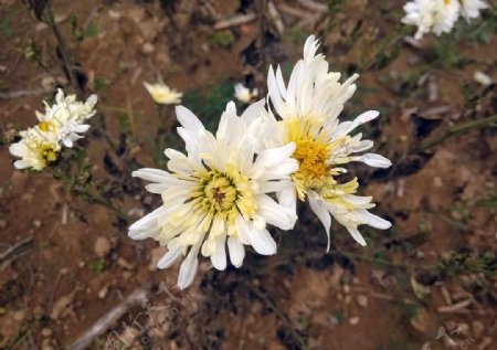 菊花花蕾白色图片