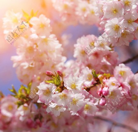 春天桃花鲜花开花图片