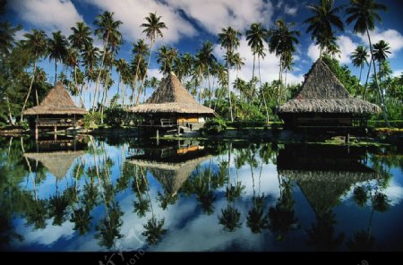 海岛椰树度假村图片