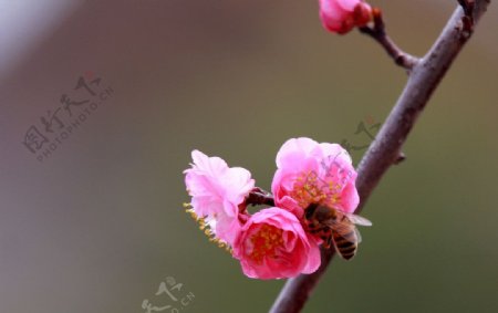 蜂恋梅香图片