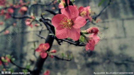 雨中的花图片