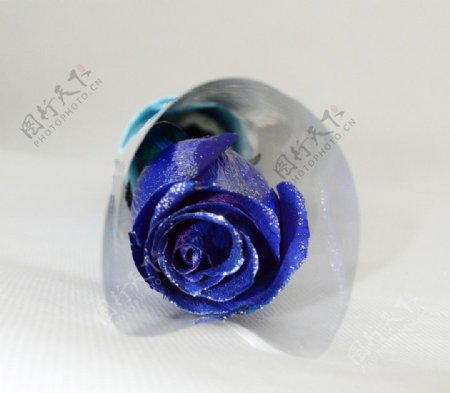 单朵蓝玫瑰蓝色妖姬图片