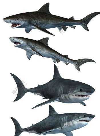 鲨鱼抠图图片