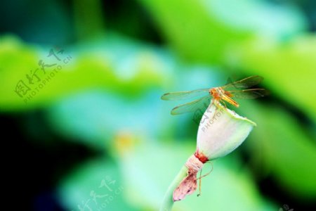 蜻蜓莲蓬图片