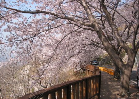 日本櫻花图片