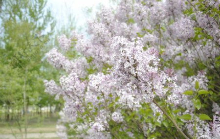 丁香花图片