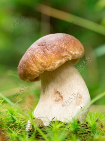 草地蘑菇图片
