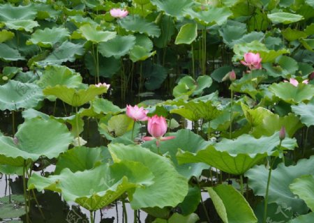 杭州西湖荷花池图片