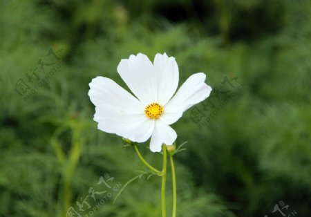 格桑花图片